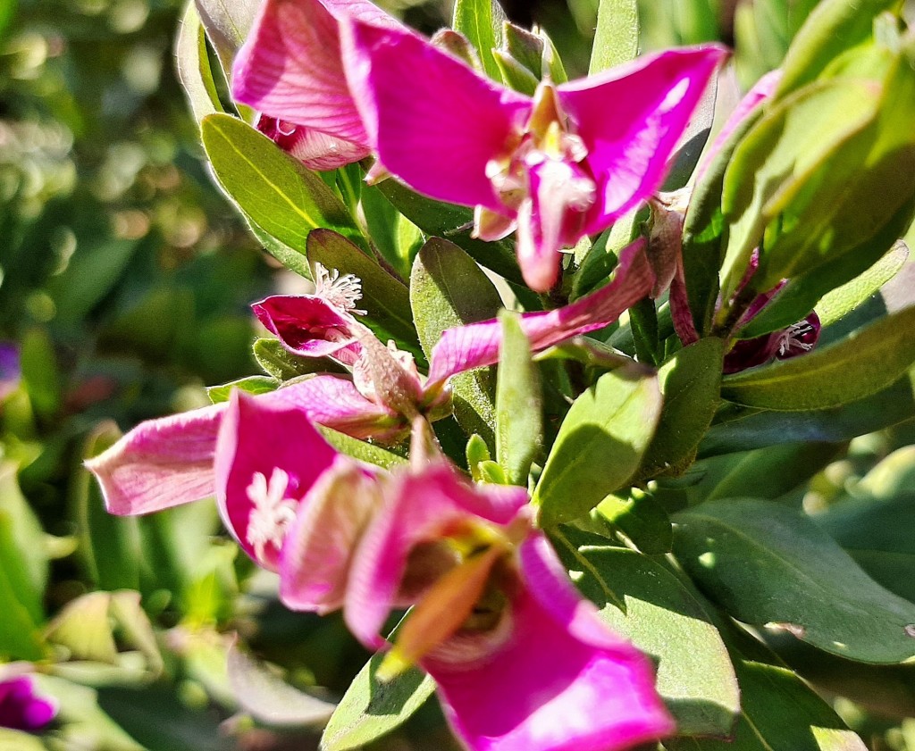 Foto: Flores en la ciudad - Barcelona (Cataluña), España