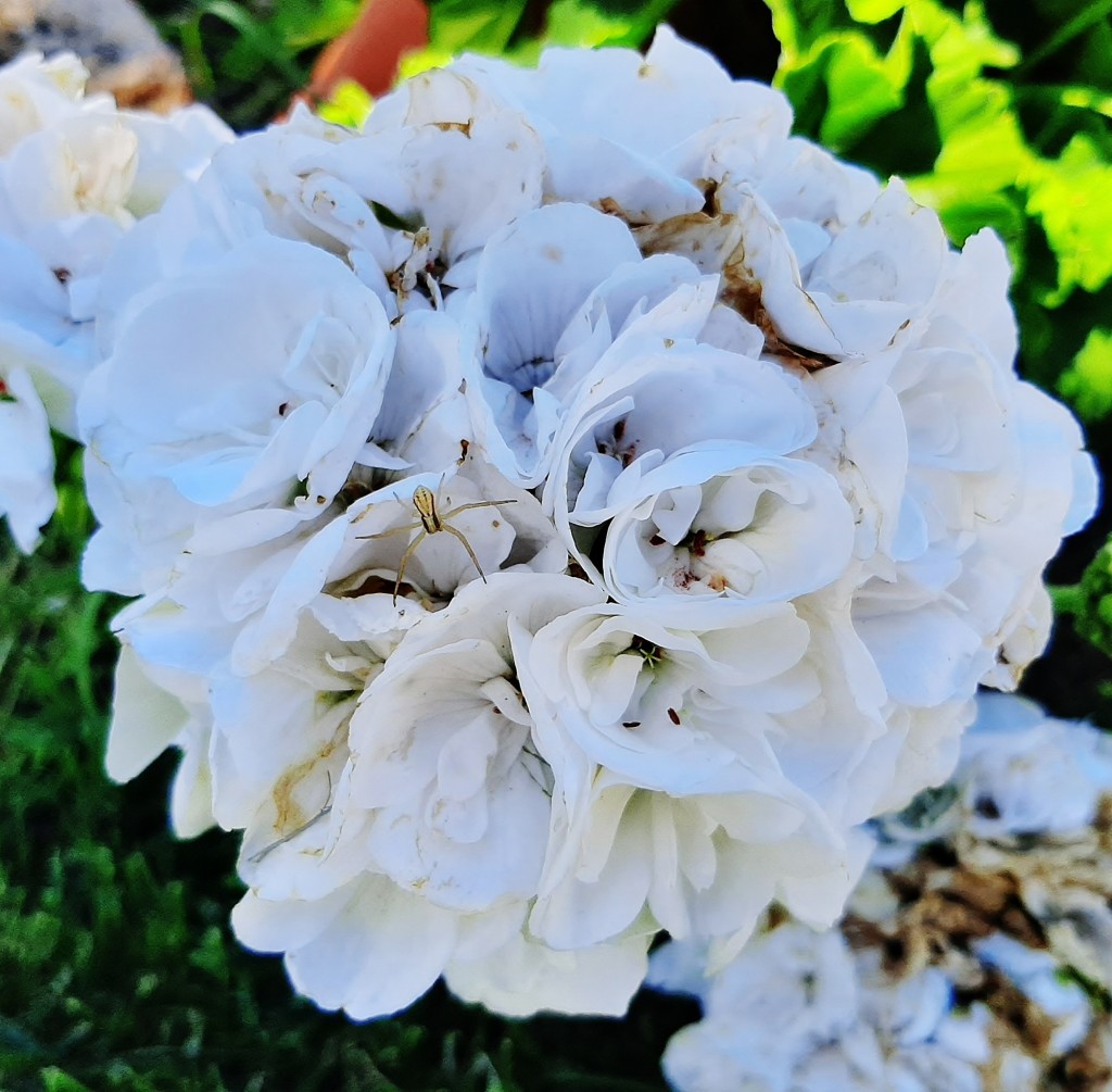 Foto: Flores en la ciudad - Barcelona (Cataluña), España