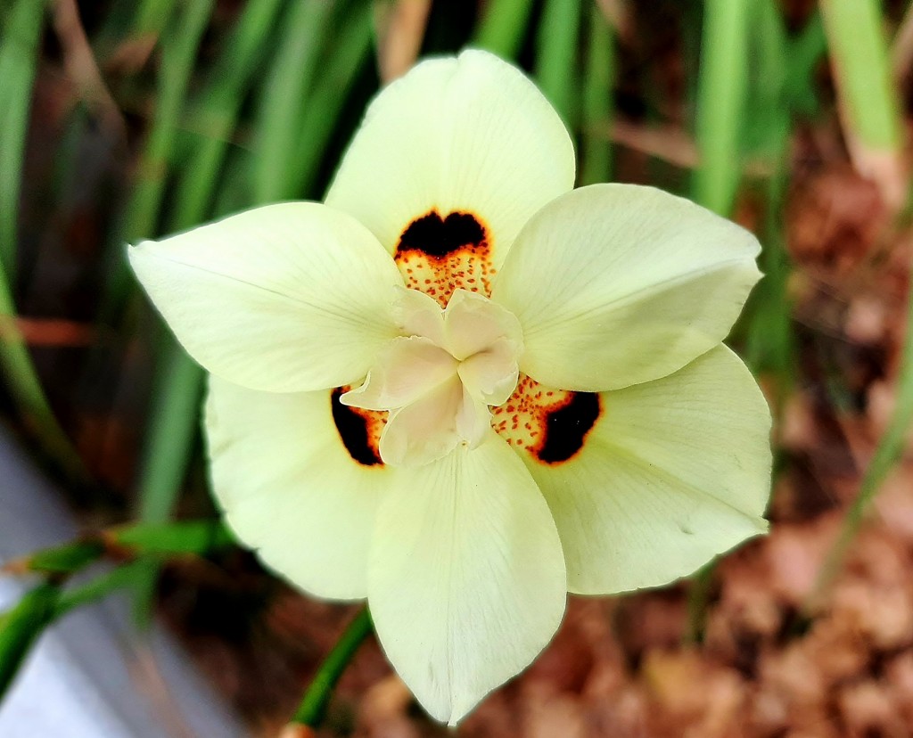 Foto: Flores en la ciudad - Barcelona (Cataluña), España
