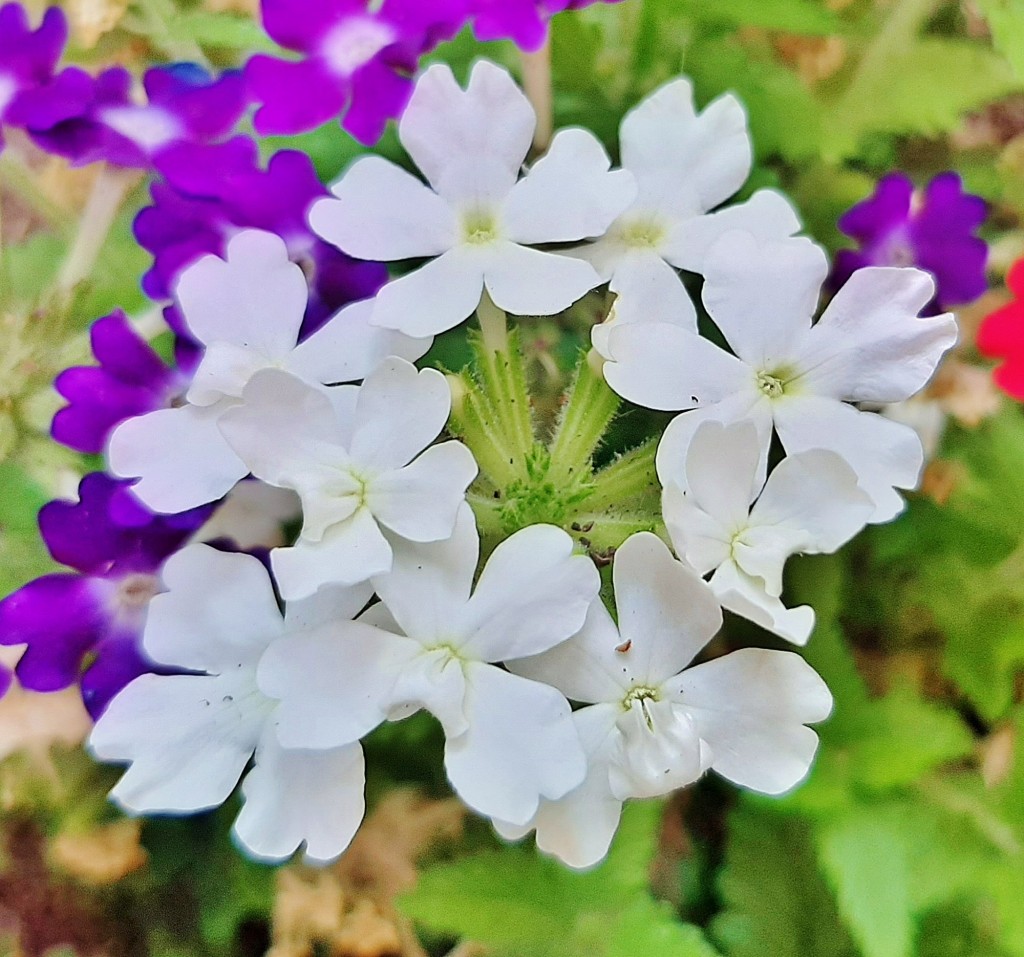 Foto: Flores en la ciudad - Barcelona (Cataluña), España