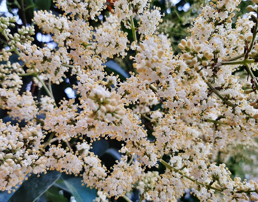 Foto: Flores en la ciudad - Barcelona (Cataluña), España