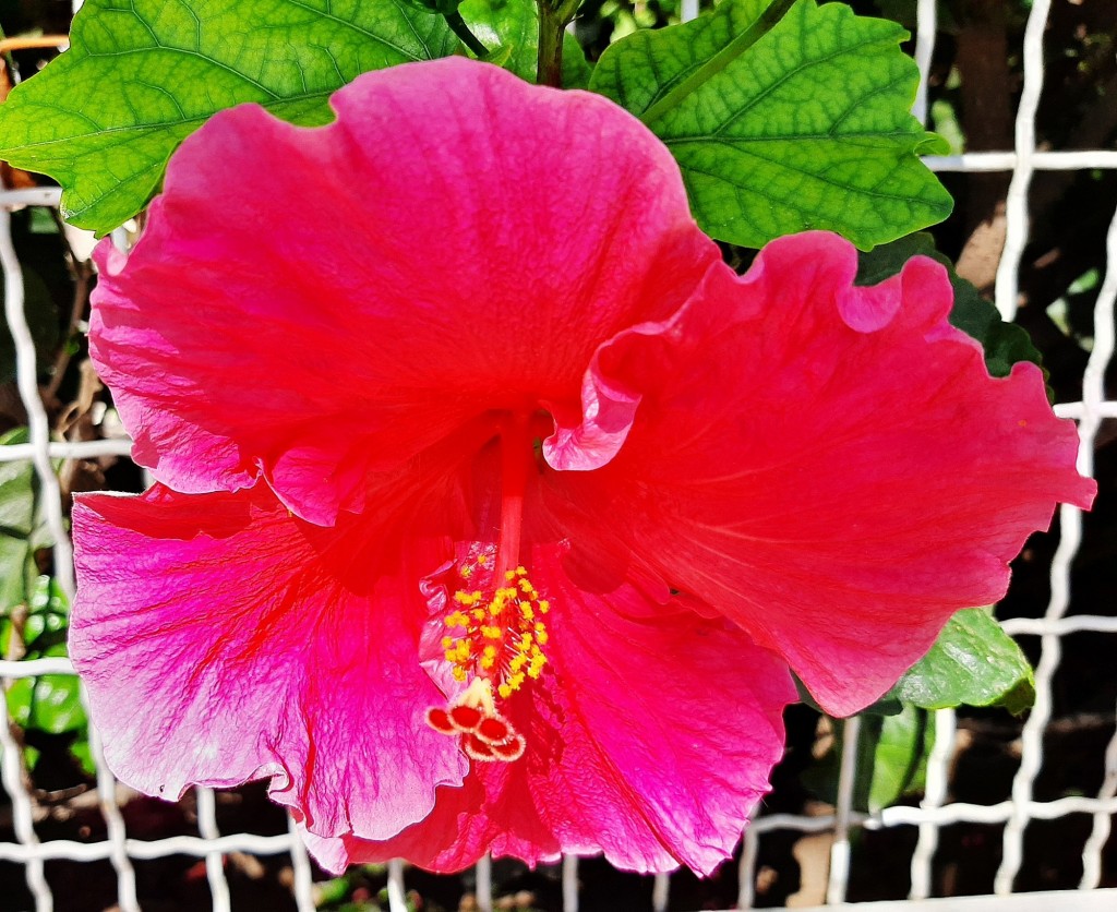 Foto: Flores en la ciudad - Barcelona (Cataluña), España