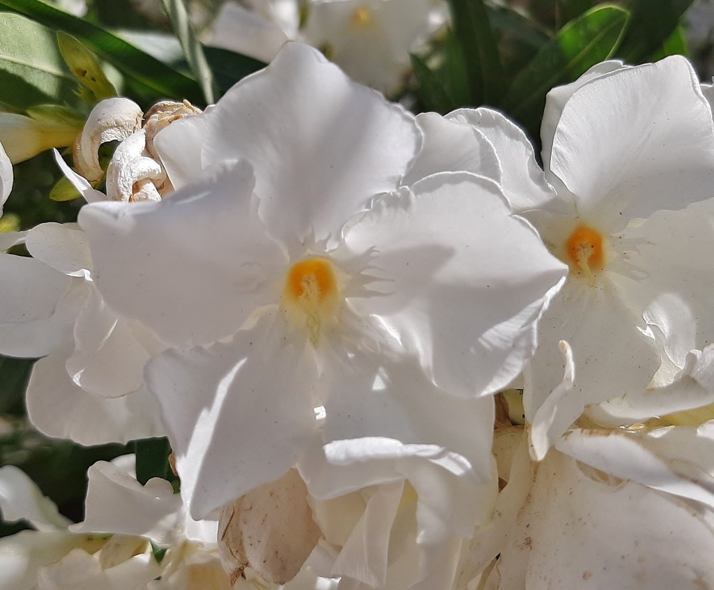 Foto: Flores en la ciudad - Barcelona (Cataluña), España