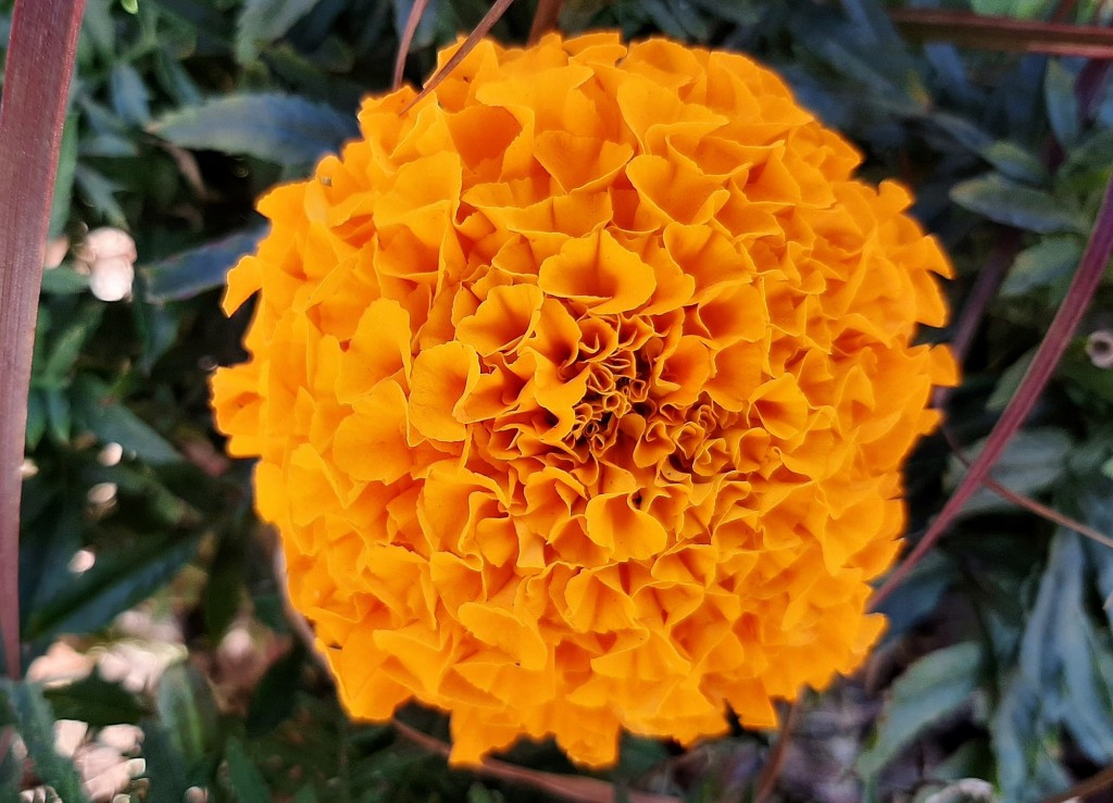 Foto: Flores en la ciudad - Barcelona (Cataluña), España