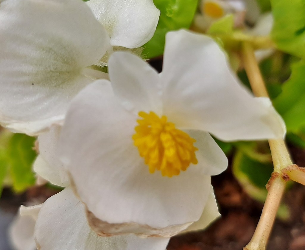 Foto: Flores en la ciudad - Barcelona (Cataluña), España