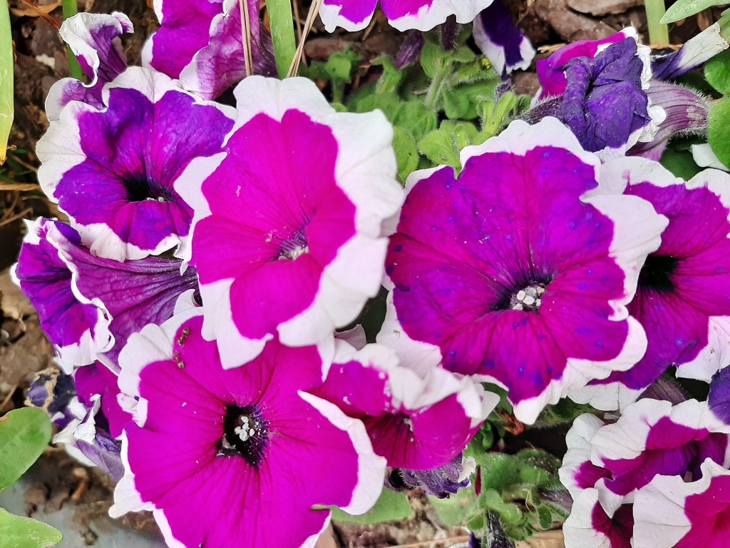 Foto: Flores en la ciudad - Barcelona (Cataluña), España
