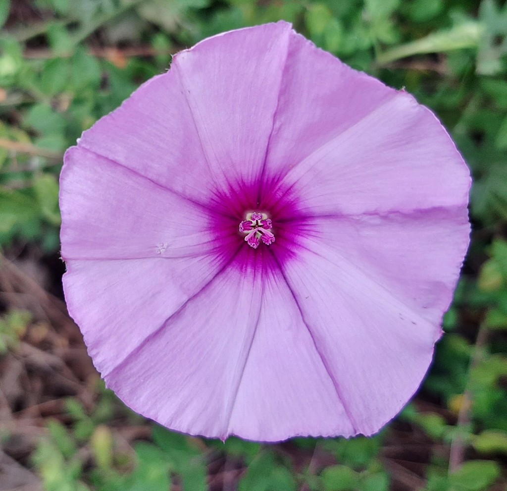 Foto: Flores en la ciudad - Barcelona (Cataluña), España