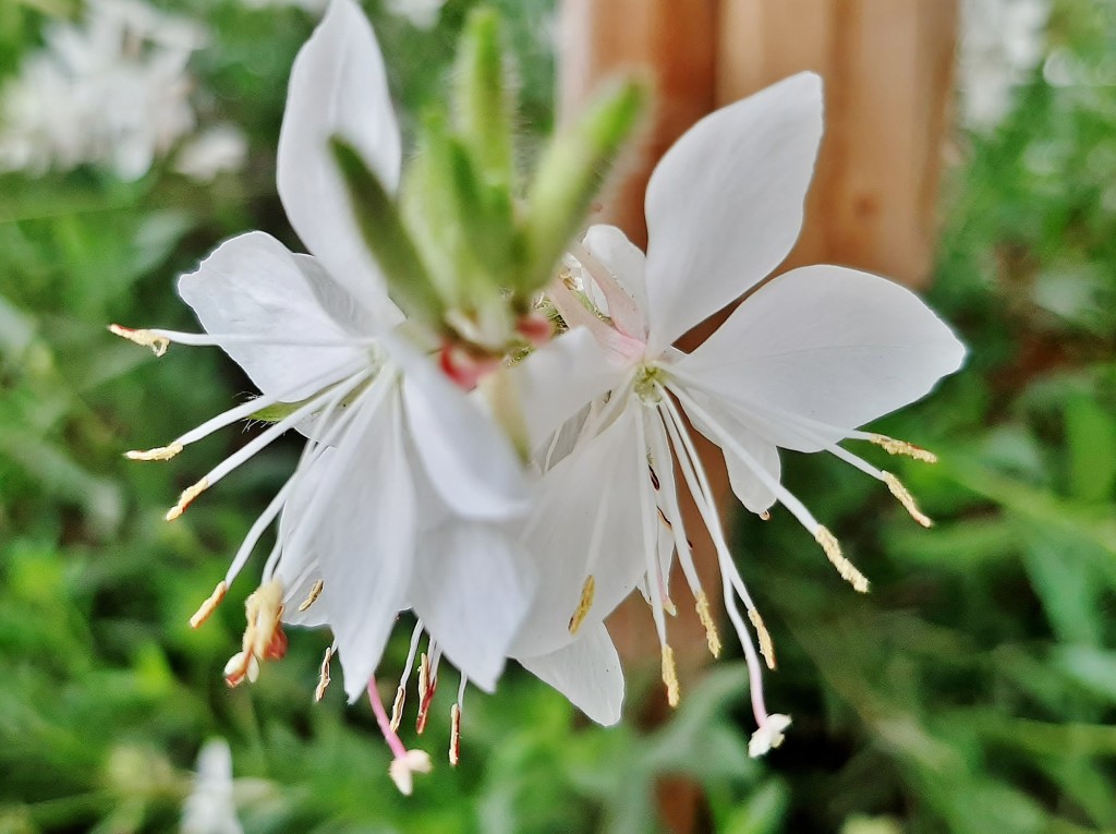 Foto: Flores en la ciudad - Barcelona (Cataluña), España