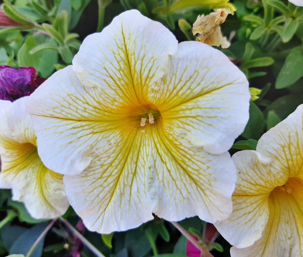 Foto: Flores en la ciudad - Barcelona (Cataluña), España