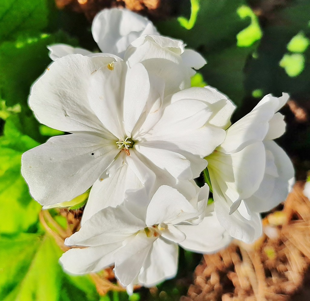 Foto: Flores en la ciudad - Barcelona (Cataluña), España