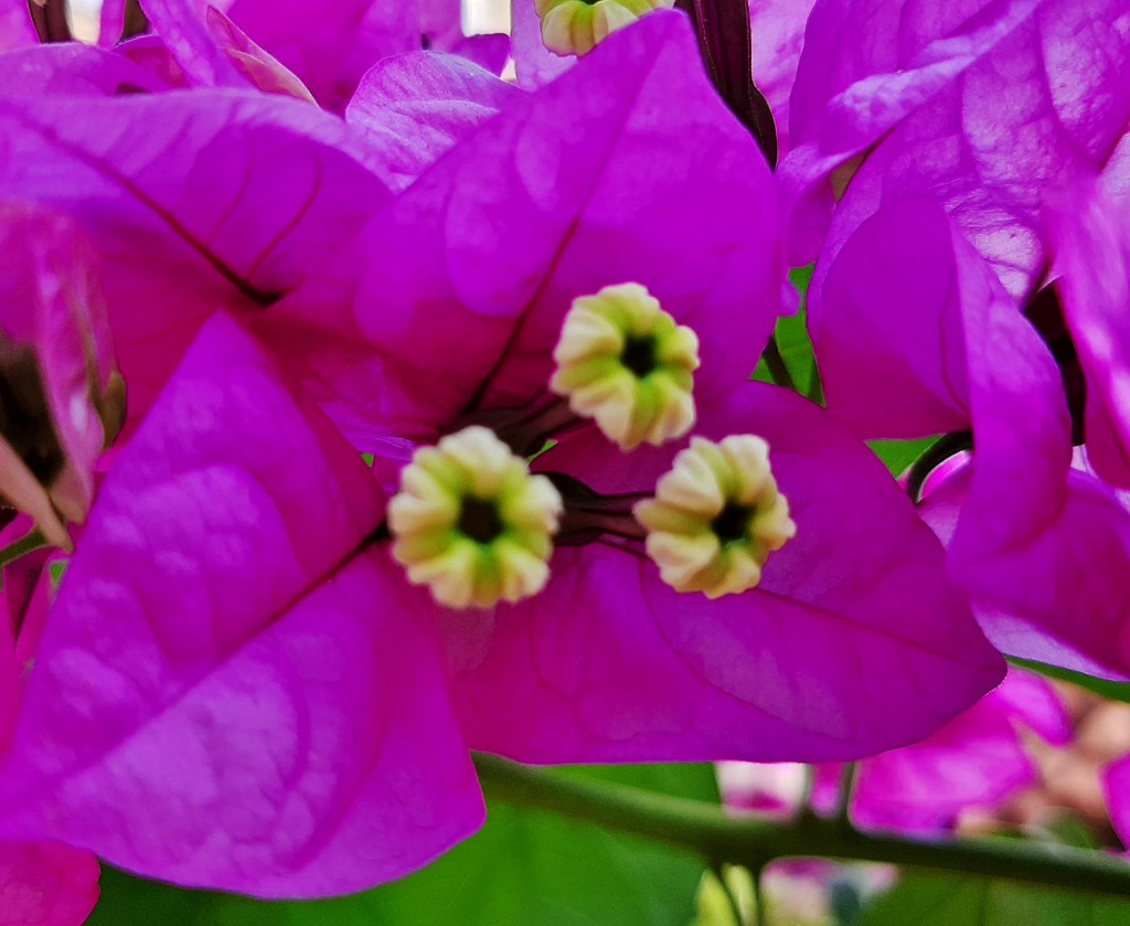 Foto: Flores en la ciudad - Barcelona (Cataluña), España