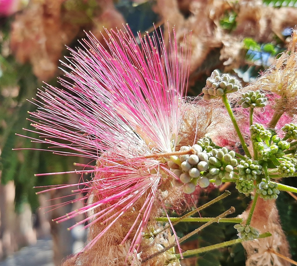 Foto: Flores en la ciudad - Barcelona (Cataluña), España