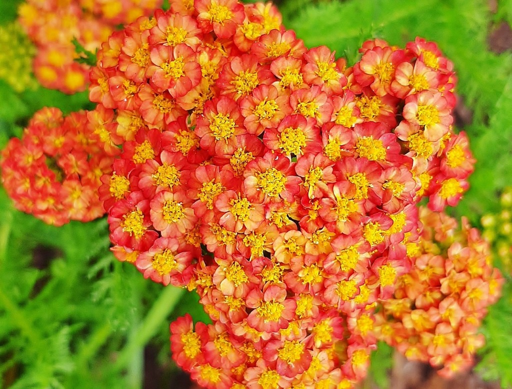 Foto: Flores en la ciudad - Barcelona (Cataluña), España