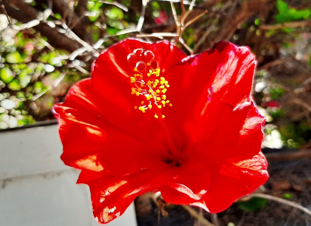 Foto: Flores en la ciudad - Barcelona (Cataluña), España