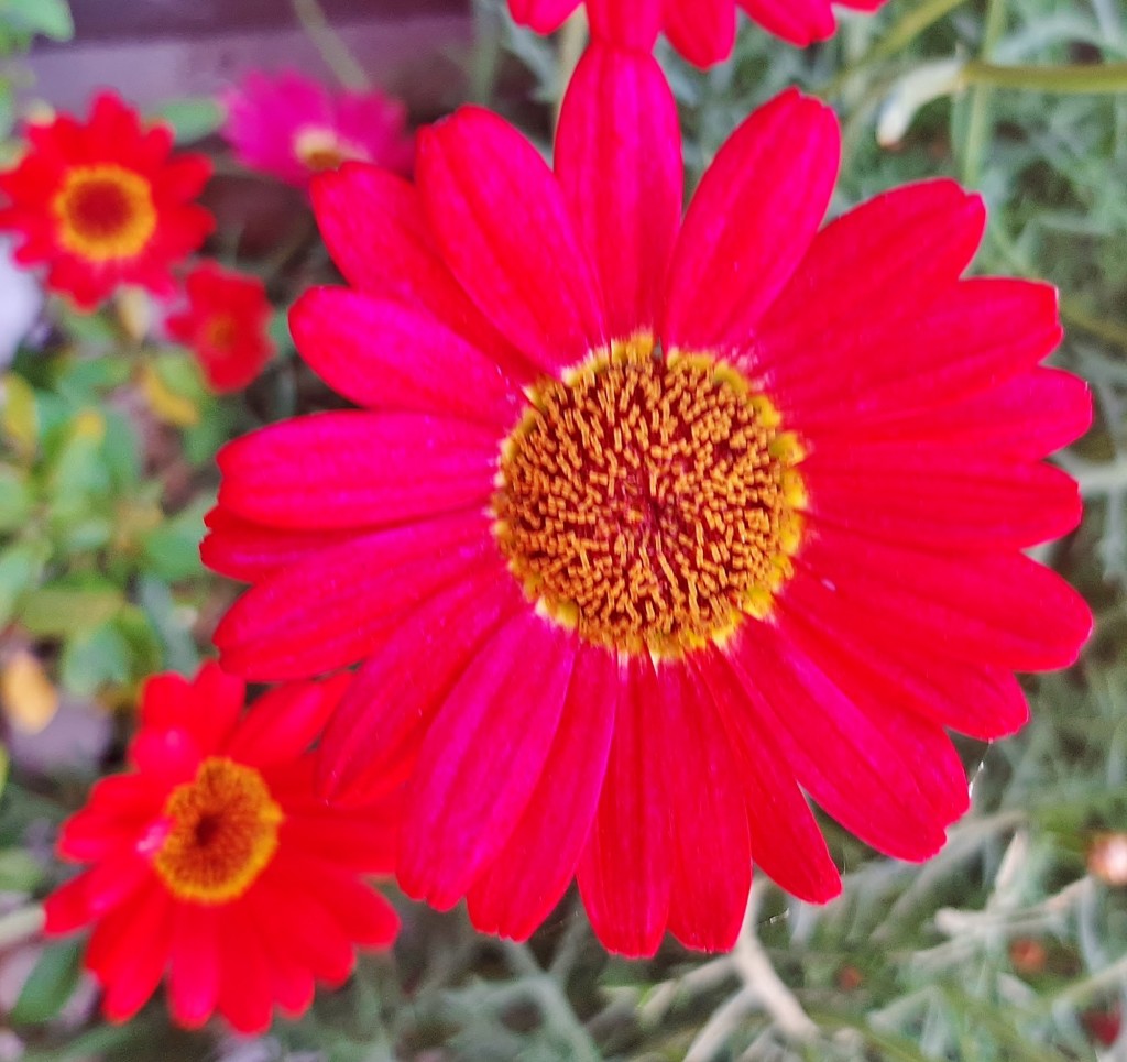 Foto: Flores en la ciudad - Barcelona (Cataluña), España