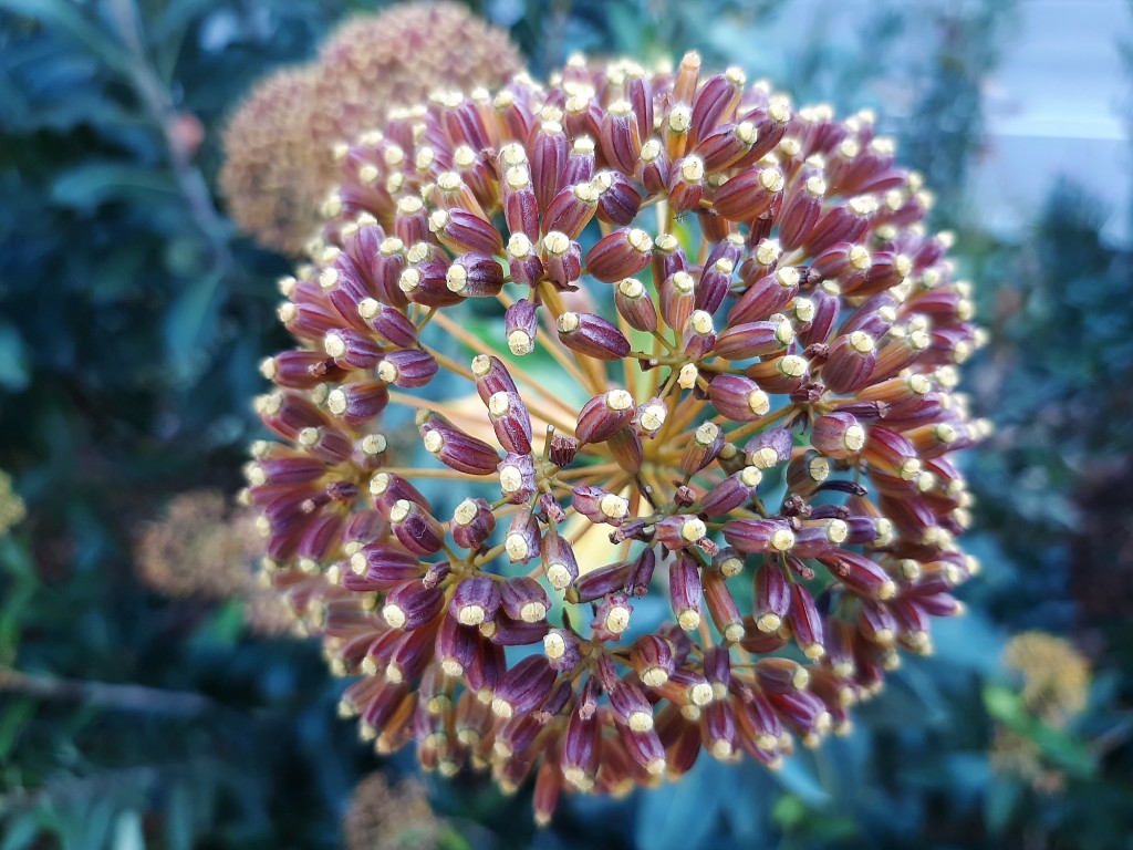 Foto: Flores en la ciudad - Barcelona (Cataluña), España