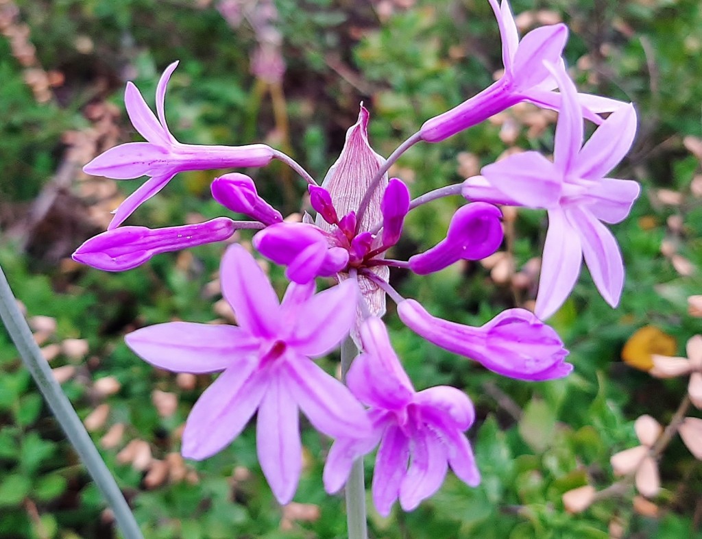 Foto: Flores en la ciudad - Barcelona (Cataluña), España