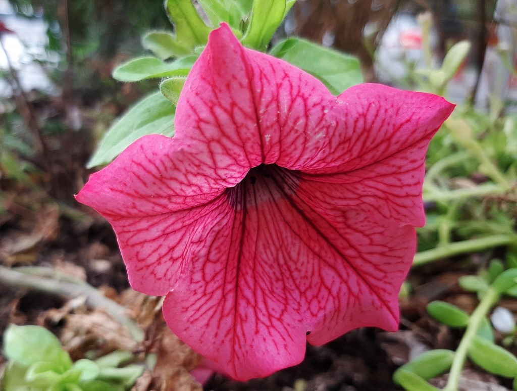Foto: Flores en la ciudad - Barcelona (Cataluña), España