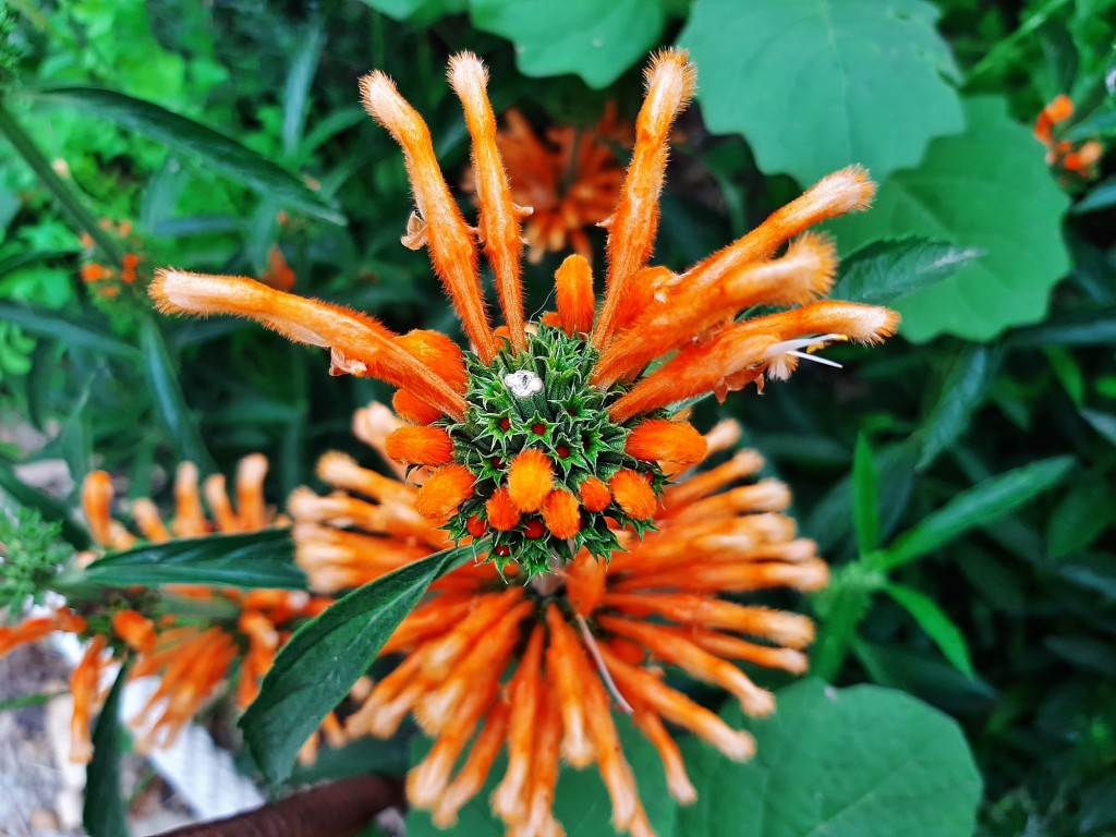 Foto: Flores en la ciudad - Barcelona (Cataluña), España