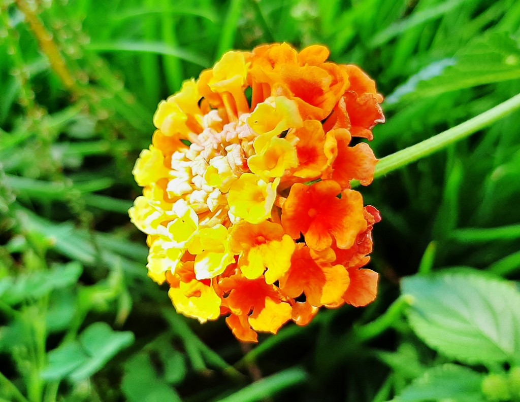 Foto: Flores en la ciudad - Barcelona (Cataluña), España