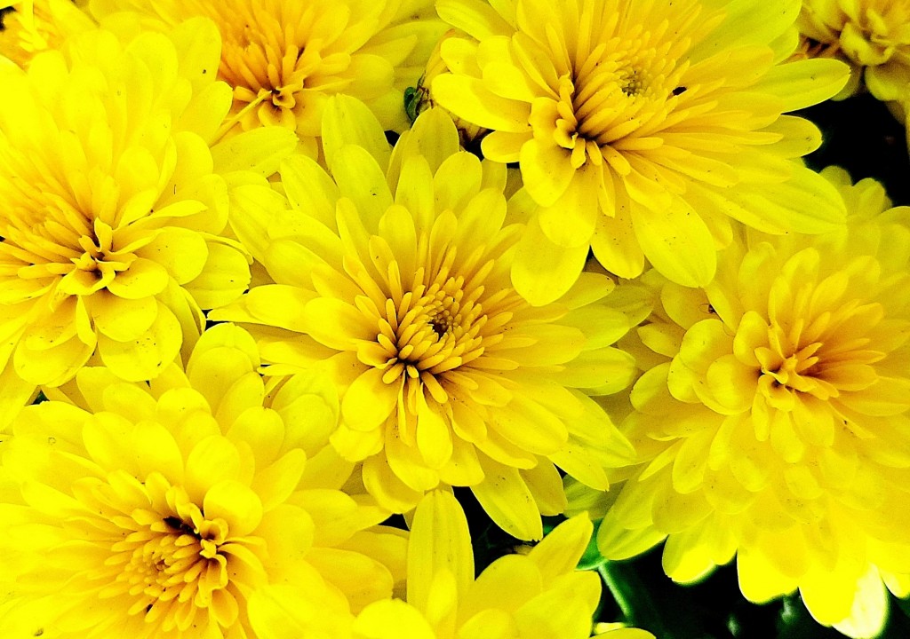 Foto: Flores en la ciudad - Barcelona (Cataluña), España