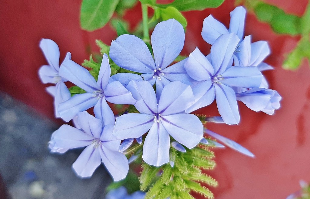 Foto: Flores en la ciudad - Barcelona (Cataluña), España