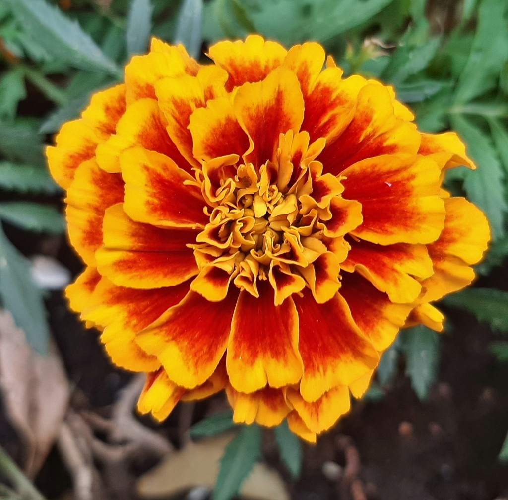Foto: Flores en la ciudad - Barcelona (Cataluña), España