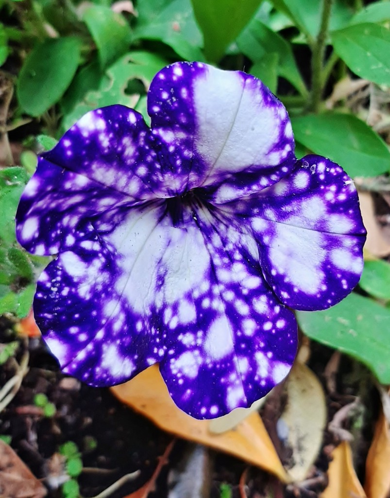 Foto: Flores en la ciudad - Barcelona (Cataluña), España