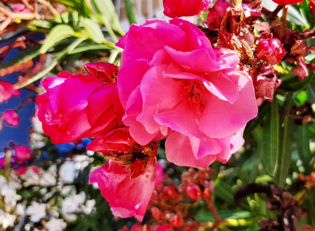 Foto: Flores en la ciudad - Barcelona (Cataluña), España