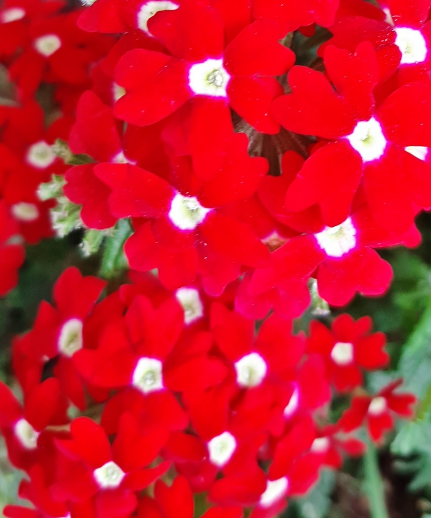 Foto: Flores en la ciudad - Barcelona (Cataluña), España