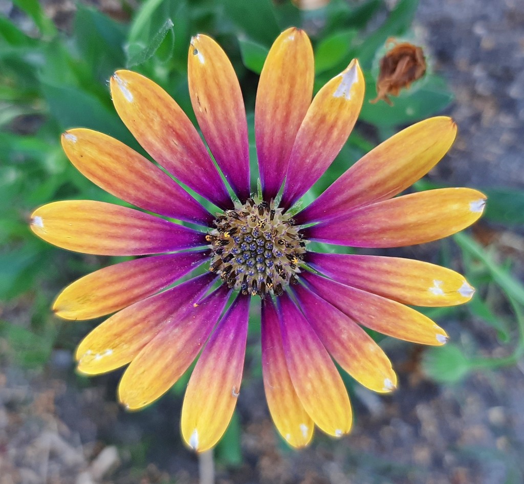 Foto: Flores en la ciudad - Barcelona (Cataluña), España