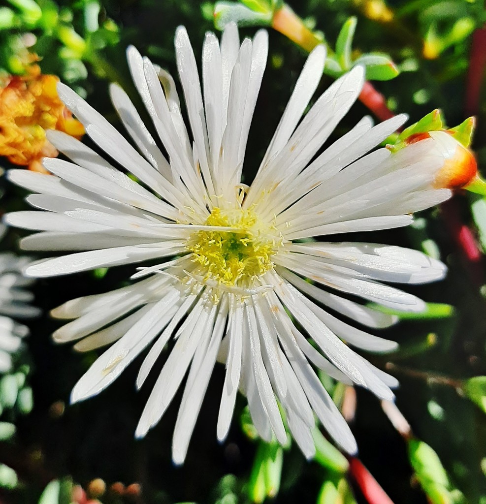 Foto: Flores en la ciudad - Barcelona (Cataluña), España