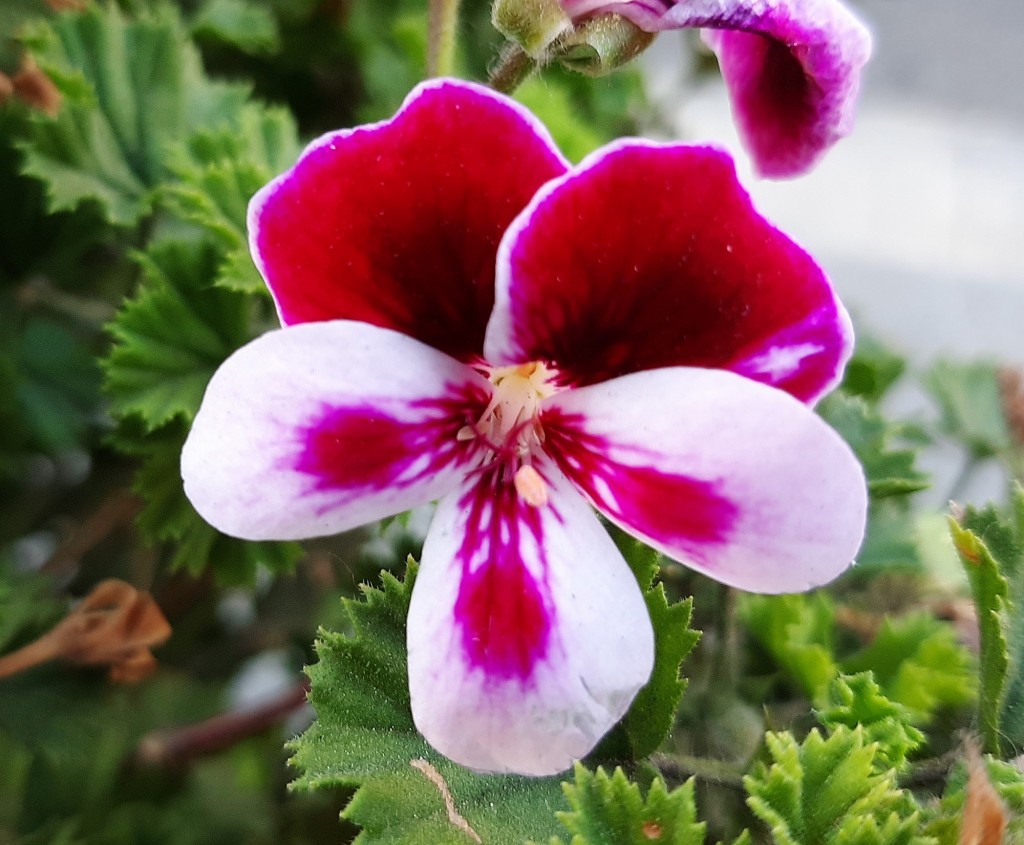 Foto: Flores en la ciudad - Barcelona (Cataluña), España