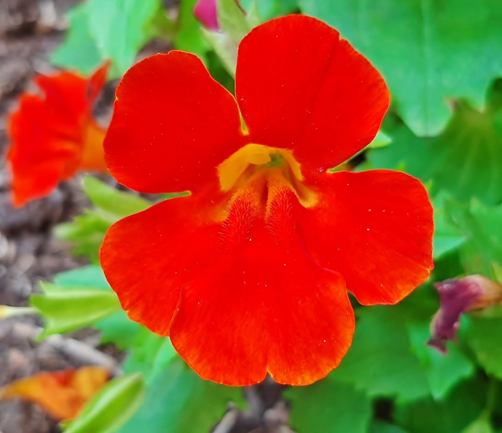 Foto: Flores en la ciudad - Barcelona (Cataluña), España