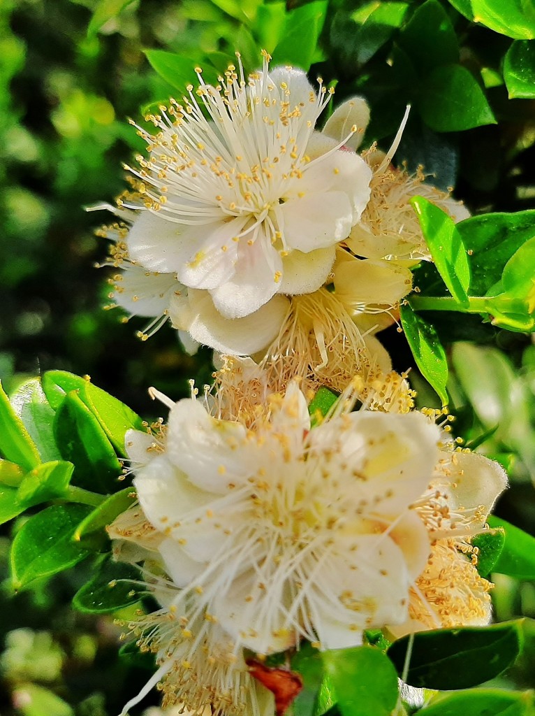 Foto: Flores en la ciudad - Barcelona (Cataluña), España