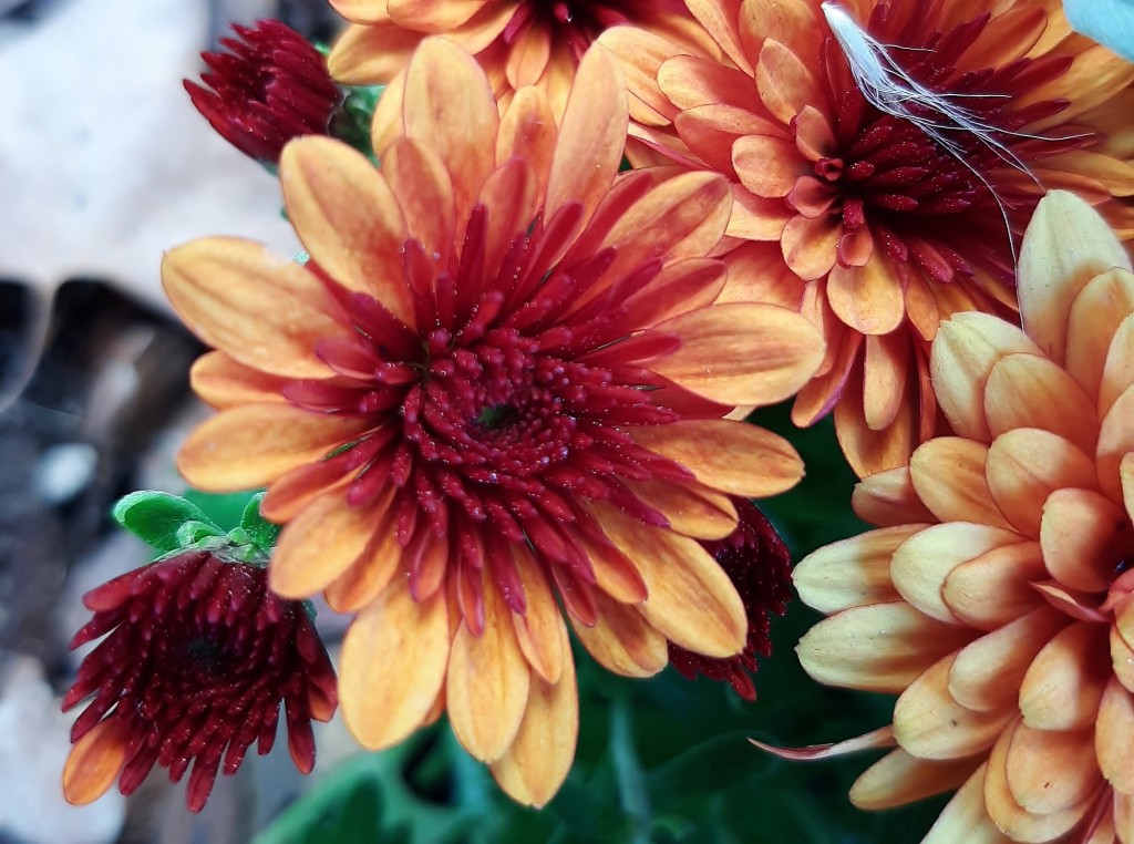 Foto: Flores en la ciudad - Barcelona (Cataluña), España