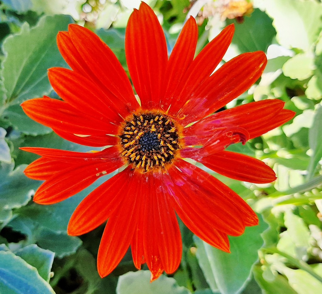 Foto: Flores en la ciudad - Barcelona (Cataluña), España