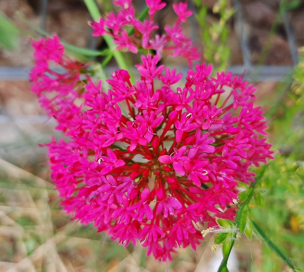 Foto: Flores en la ciudad - Barcelona (Cataluña), España
