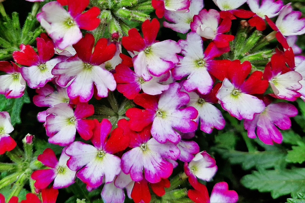 Foto: Flores en la ciudad - Barcelona (Cataluña), España