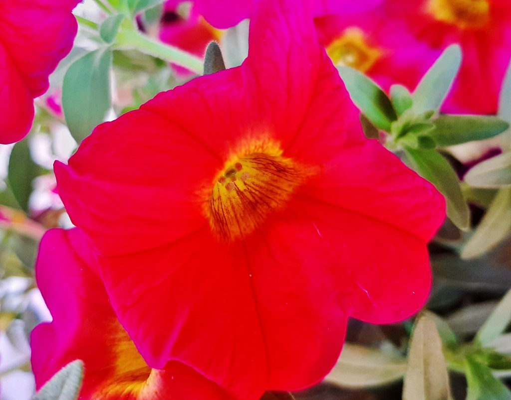 Foto: Flores en la ciudad - Barcelona (Cataluña), España