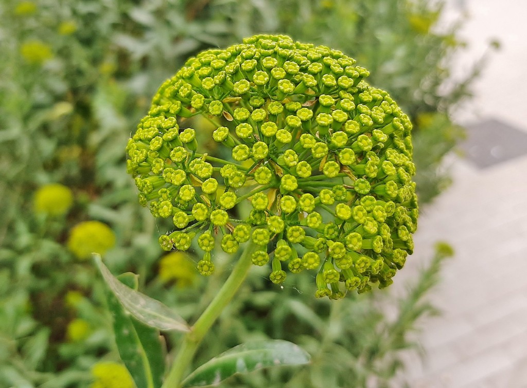 Foto: Flores en la ciudad - Barcelona (Cataluña), España