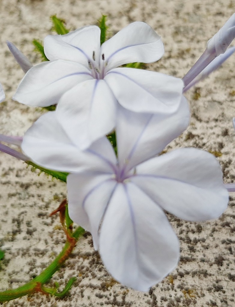 Foto: Flores en la ciudad - Barcelona (Cataluña), España