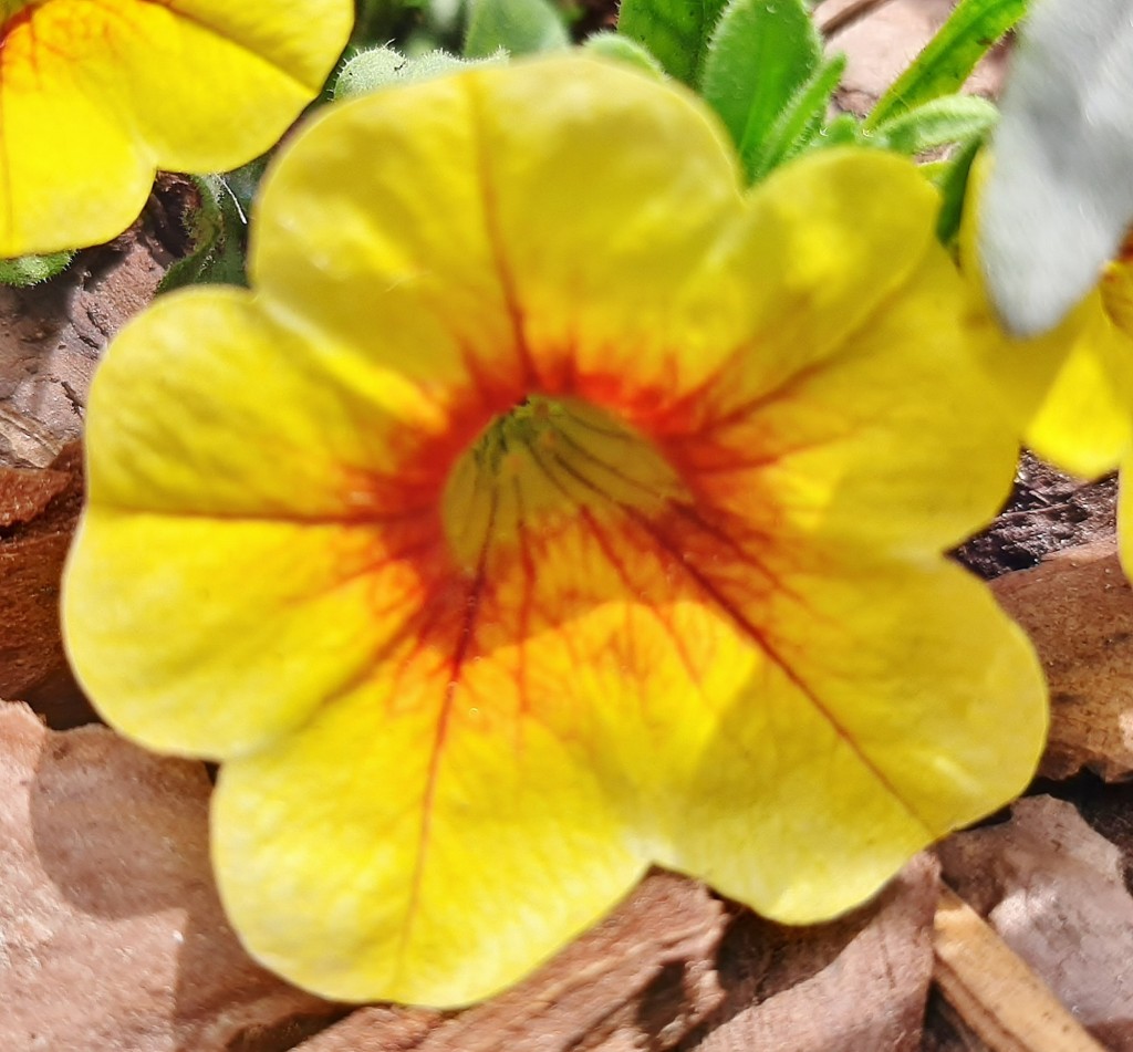 Foto: Flores en la ciudad - Barcelona (Cataluña), España