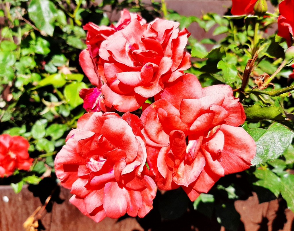 Foto: Flores en la ciudad - Barcelona (Cataluña), España