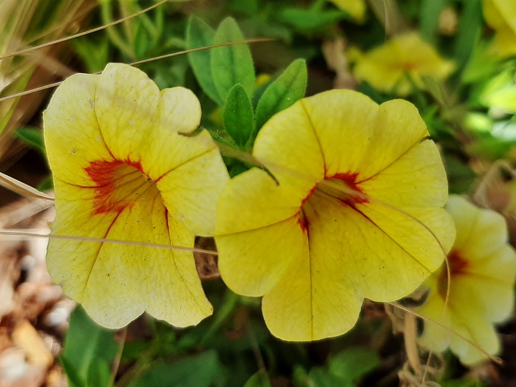 Foto: Flores en la ciudad - Barcelona (Cataluña), España
