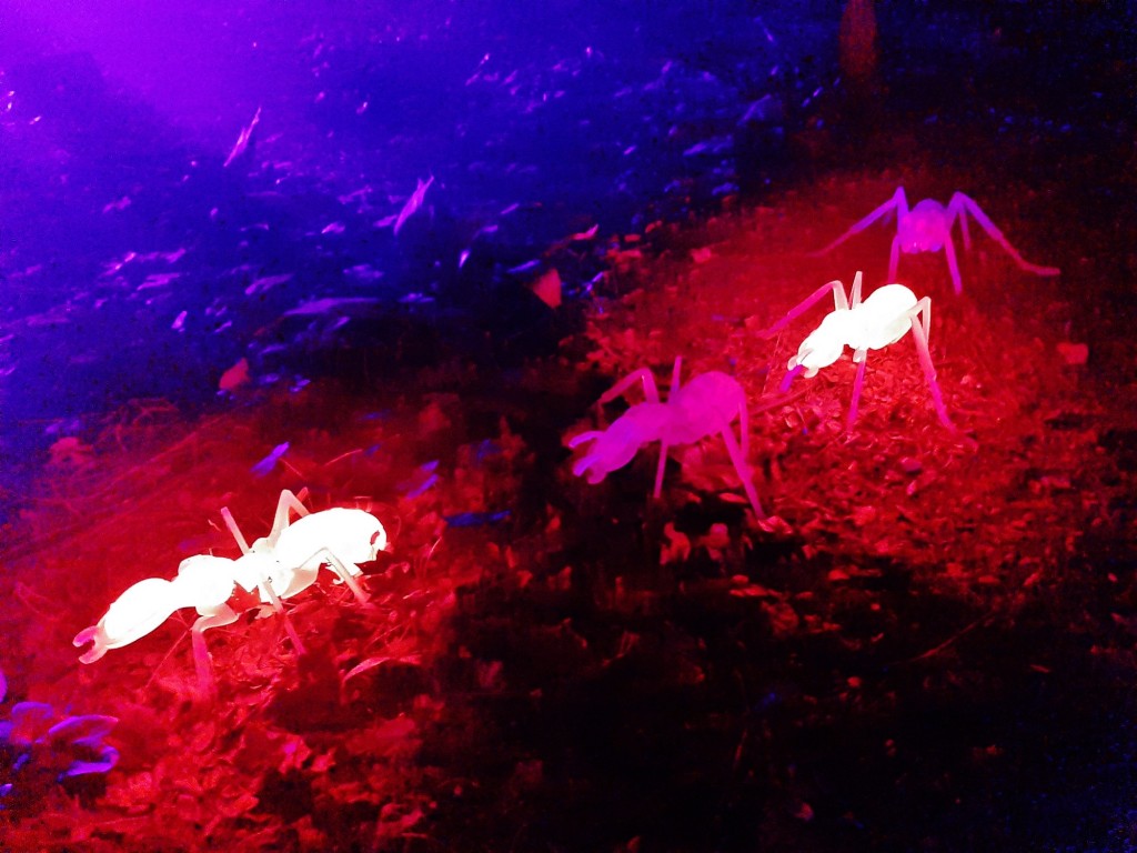 Foto: Espectáculo de luces - Barcelona (Cataluña), España