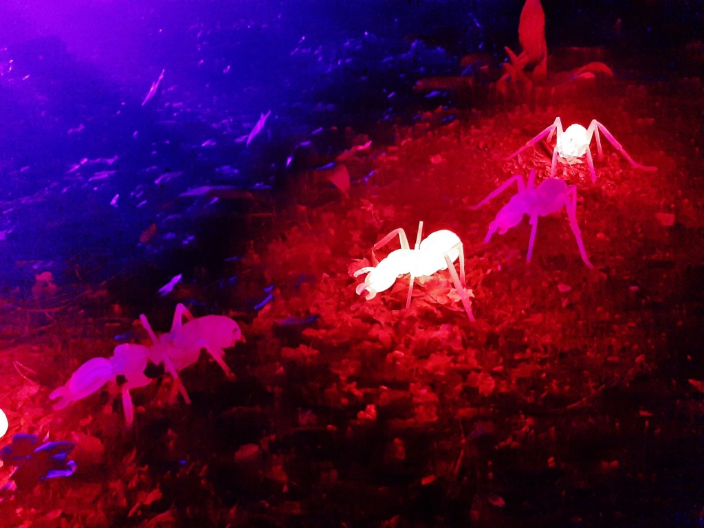 Foto: Espectáculo de luces - Barcelona (Cataluña), España