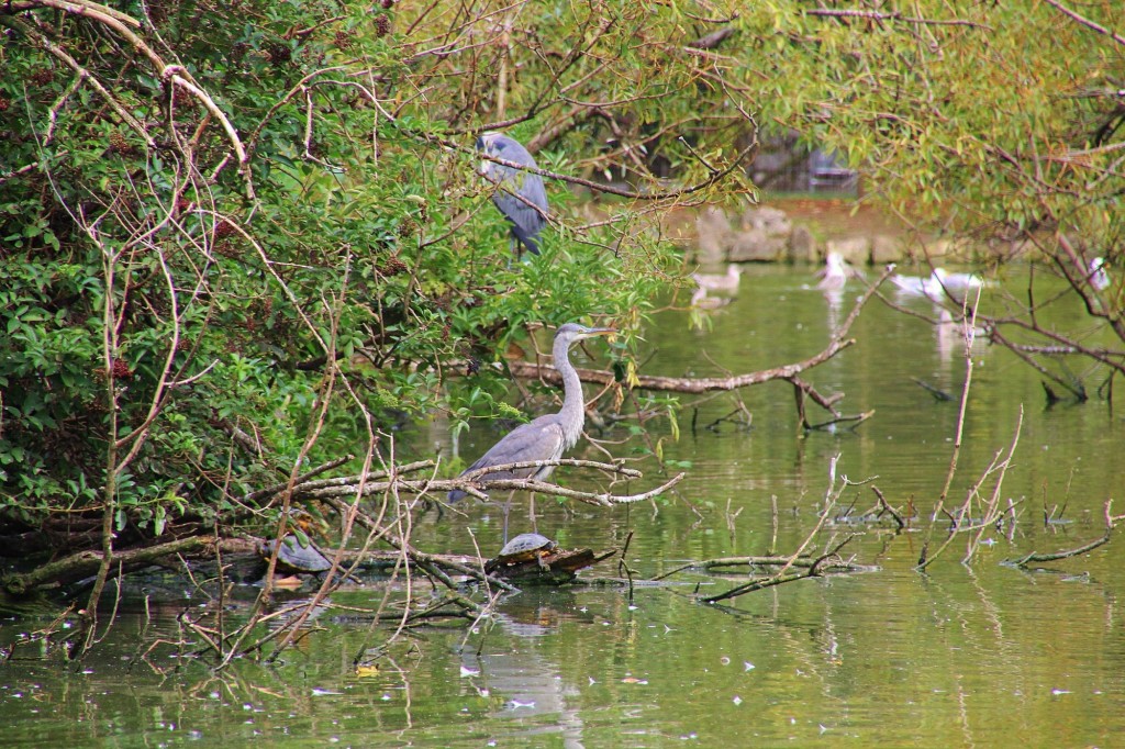 Foto: Parque de Isabel la Católica - Gijón (Asturias), España