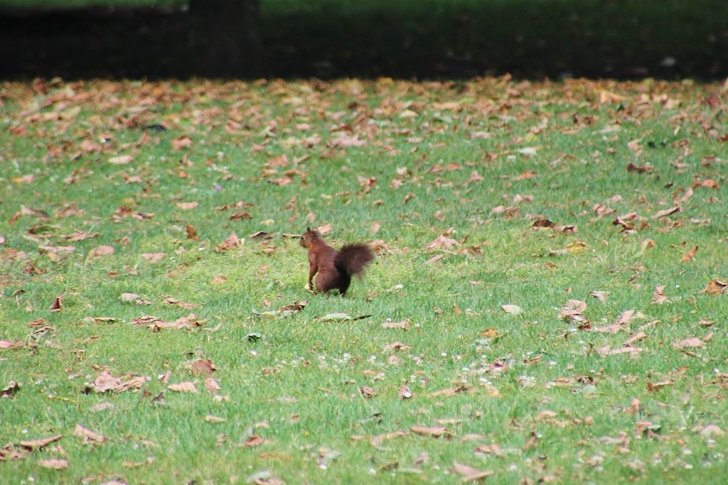 Foto: Parque de Isabel la Católica - Gijón (Asturias), España