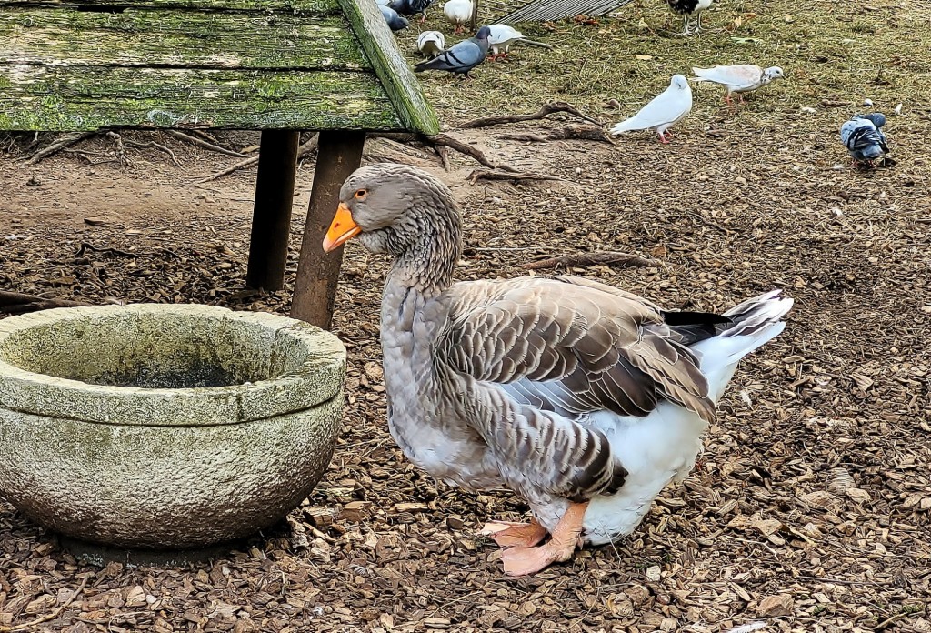 Foto: Parque de Isabel la Católica - Gijón (Asturias), España